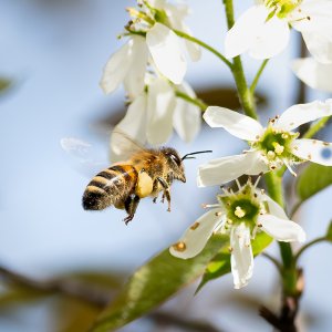 Biene im Flug...... Christoph Möllers